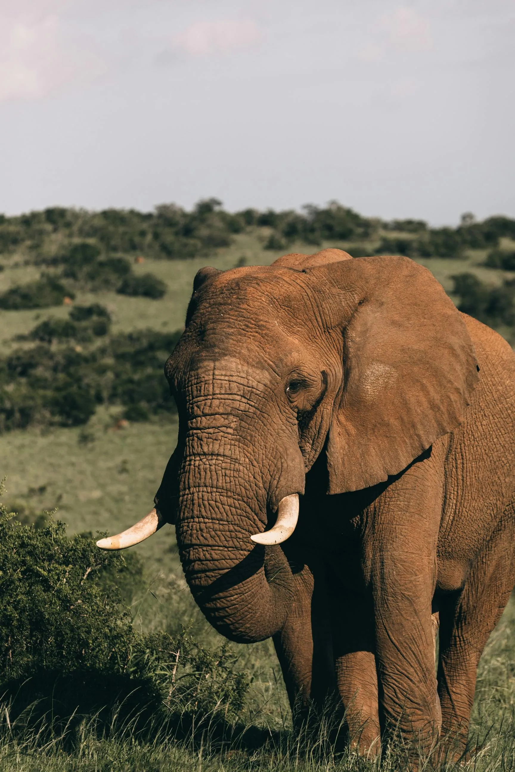Amboseli