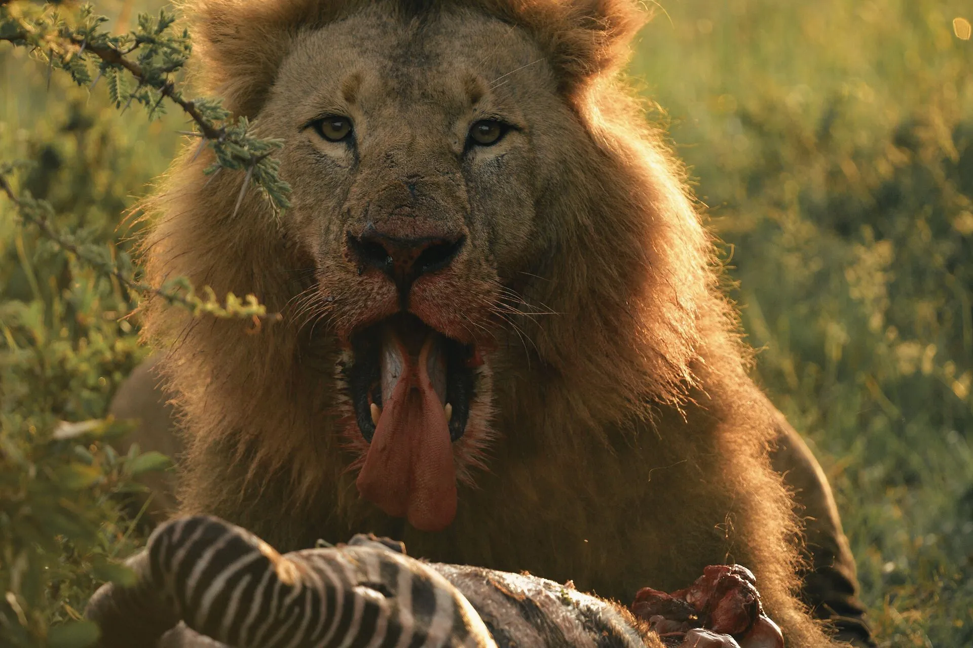 Maasai Mara