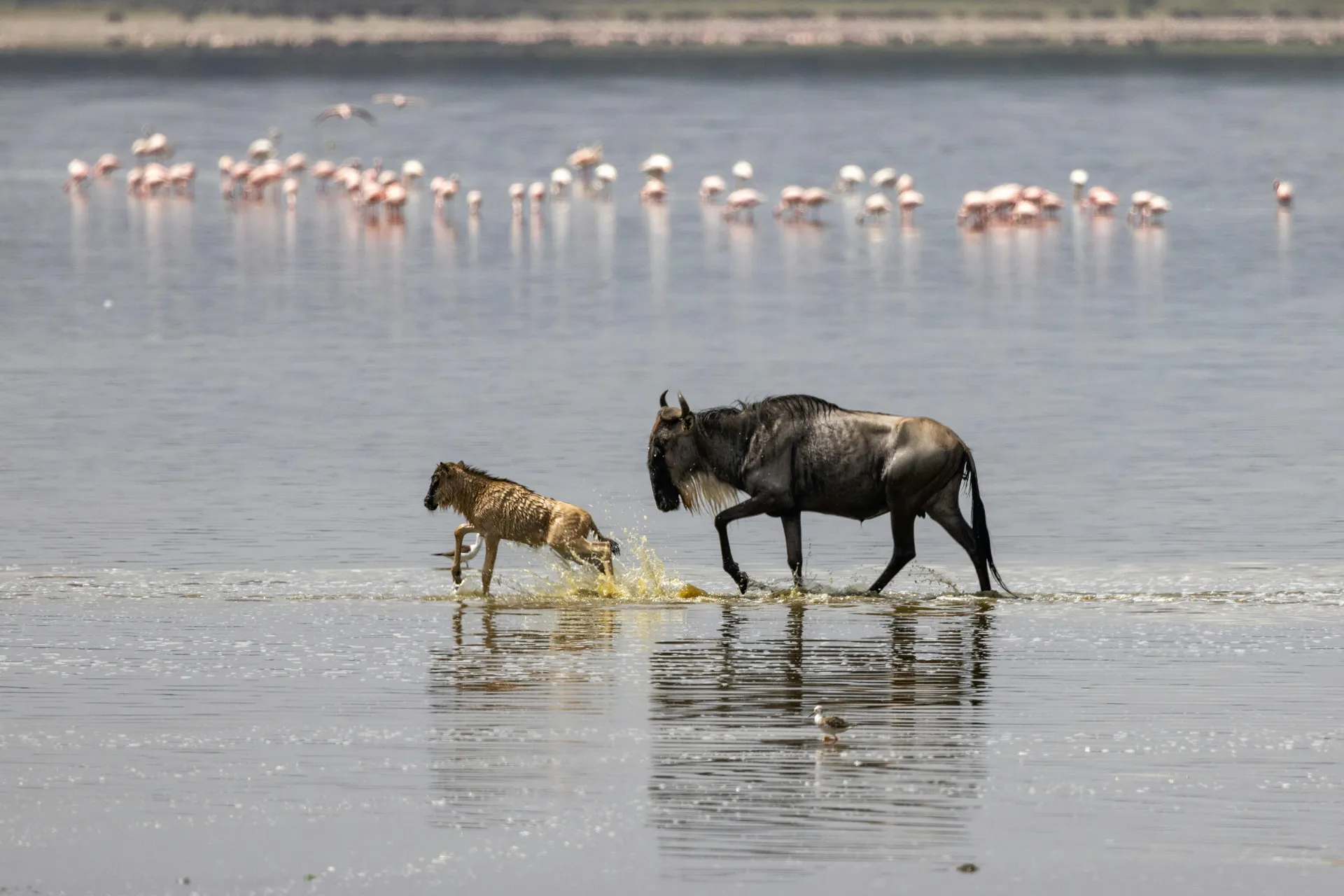 2 Days Amboseli Budget Safari