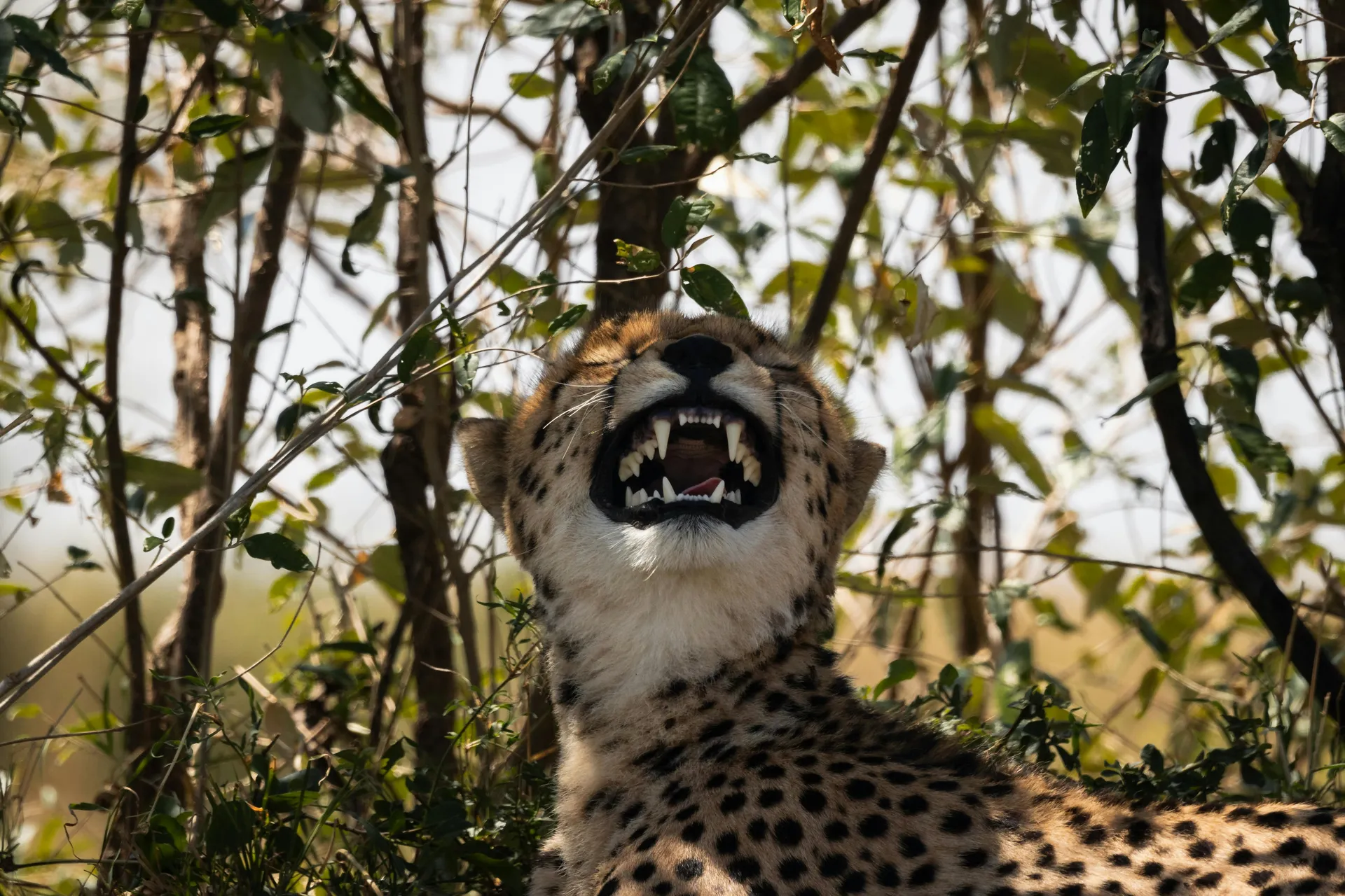 3 Days Amboseli Group Joining Safari