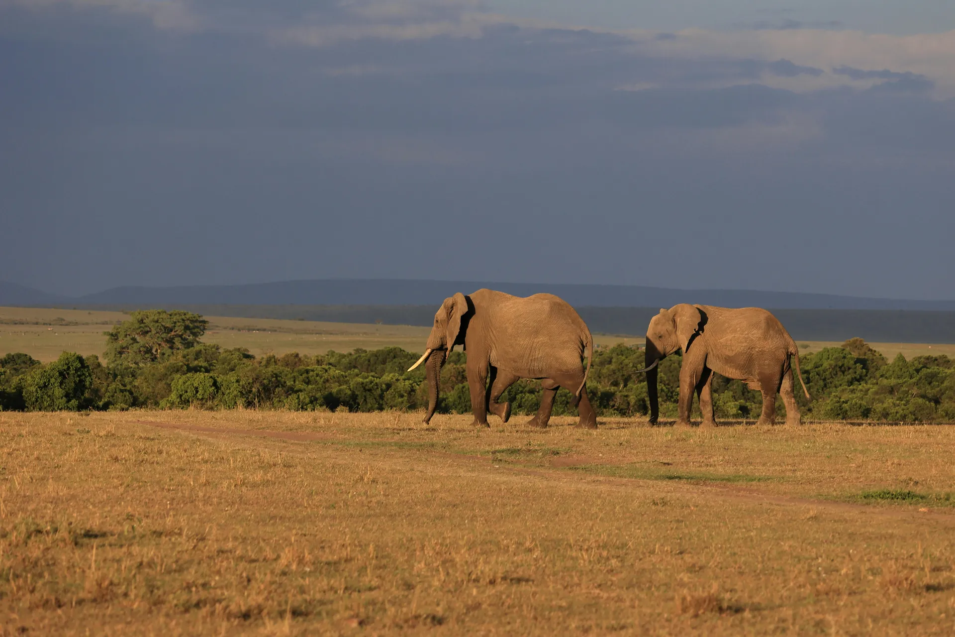 3 Days Amboseli Mid-Range Safari