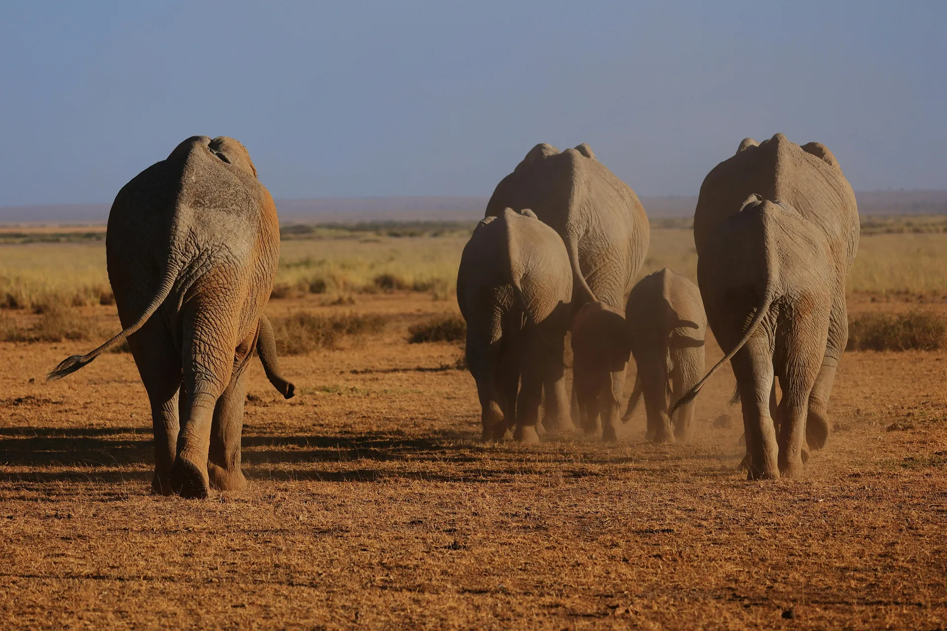 Amboseli, Tsavo West & Tsavo East