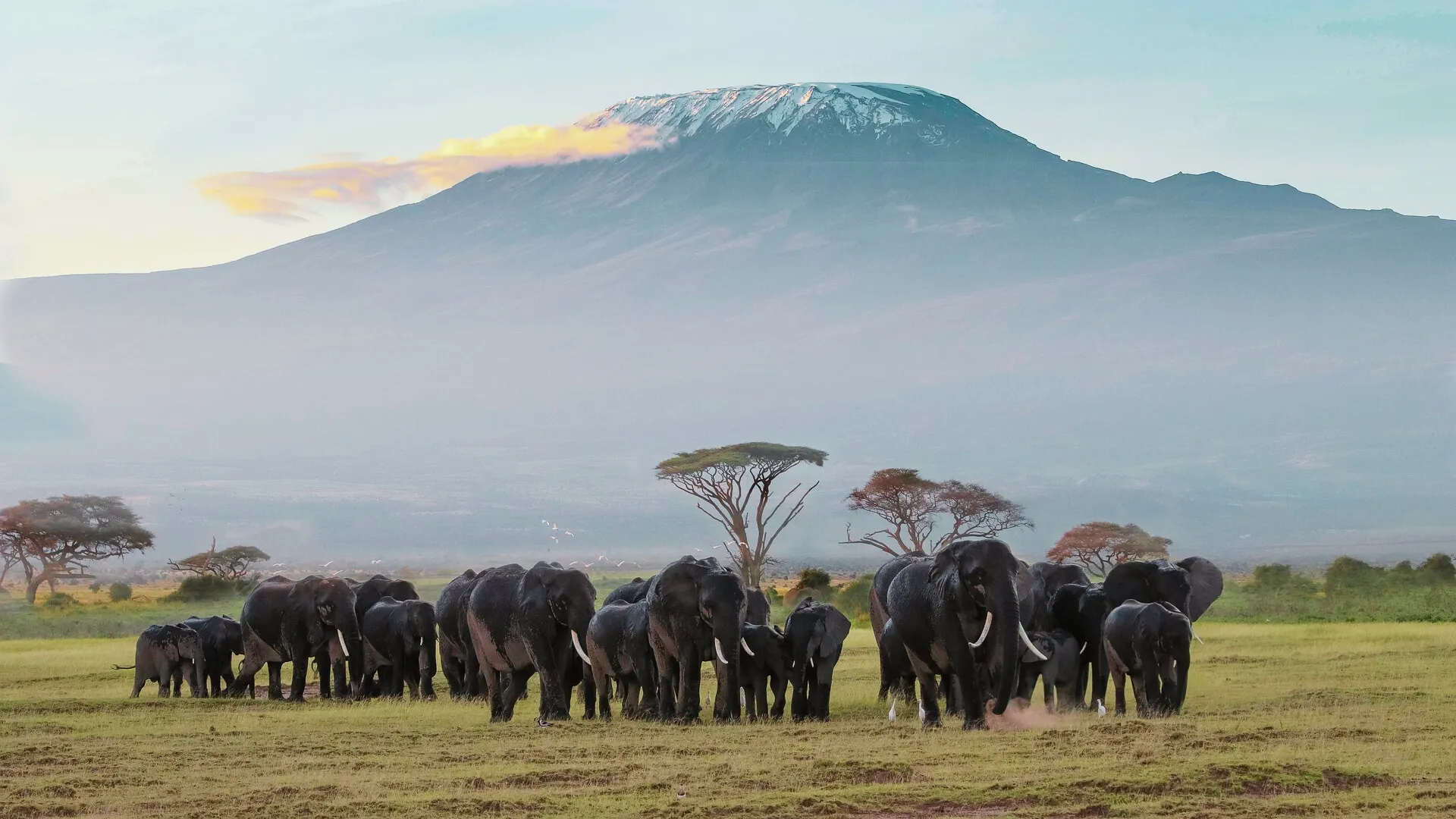 Masai Mara vs Amboseli vs Tsavo: Which Is the Best Kenya Safari?