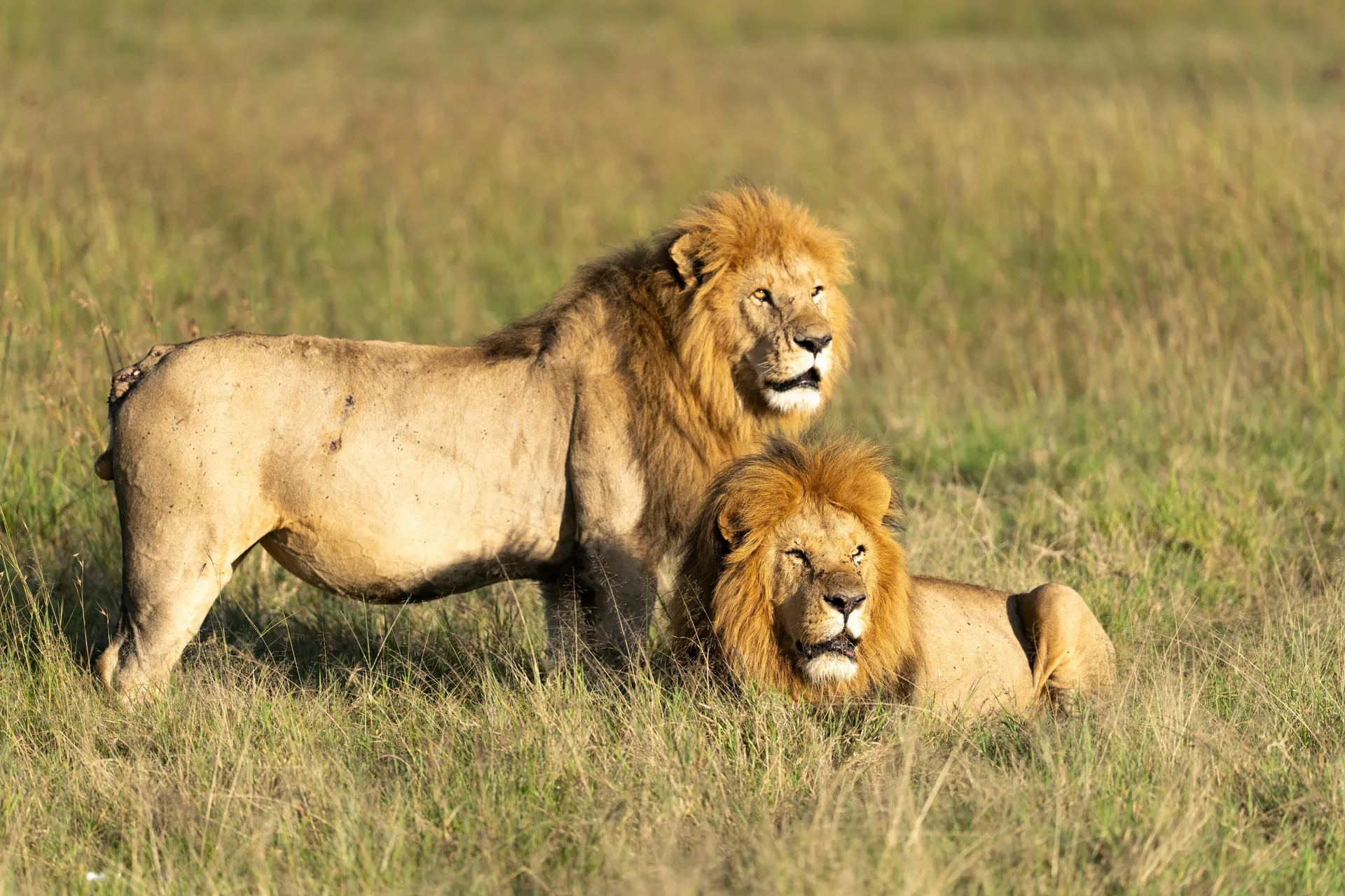 Group Joining Safaris: Who They’re Really For