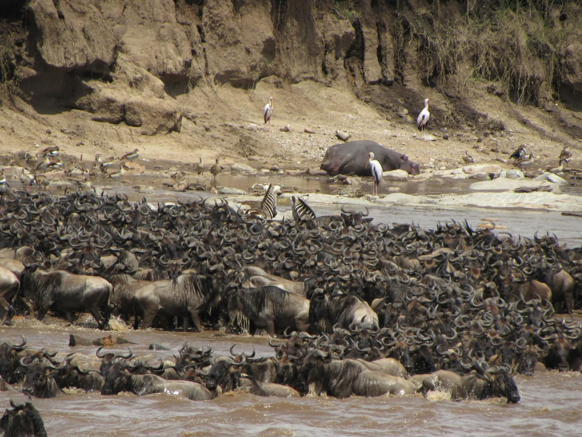 Mid-Range vs Luxury Safaris: The Truth