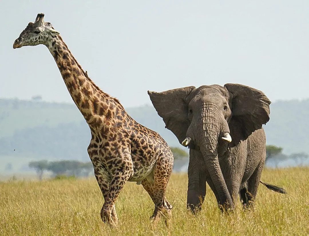 1 Day Giraffe Centre & Elephant Orphanage