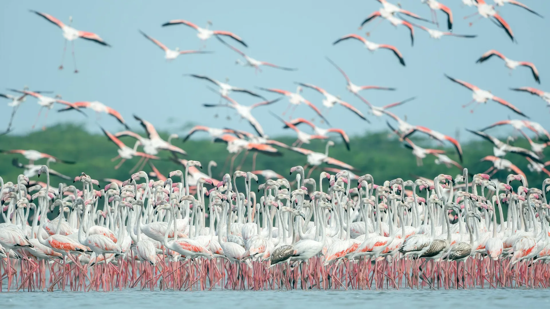 2 Days Lake Nakuru Budget Safari