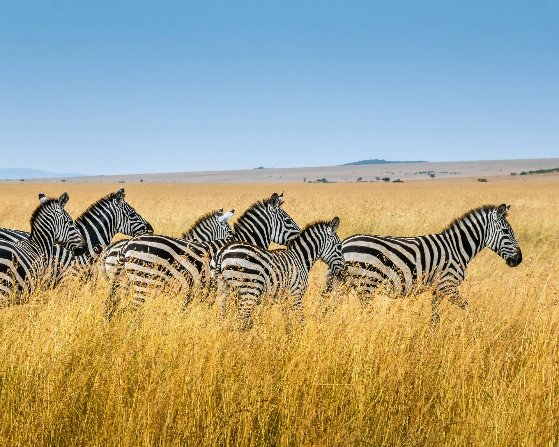 Elephant family walking peacefully across the plains
