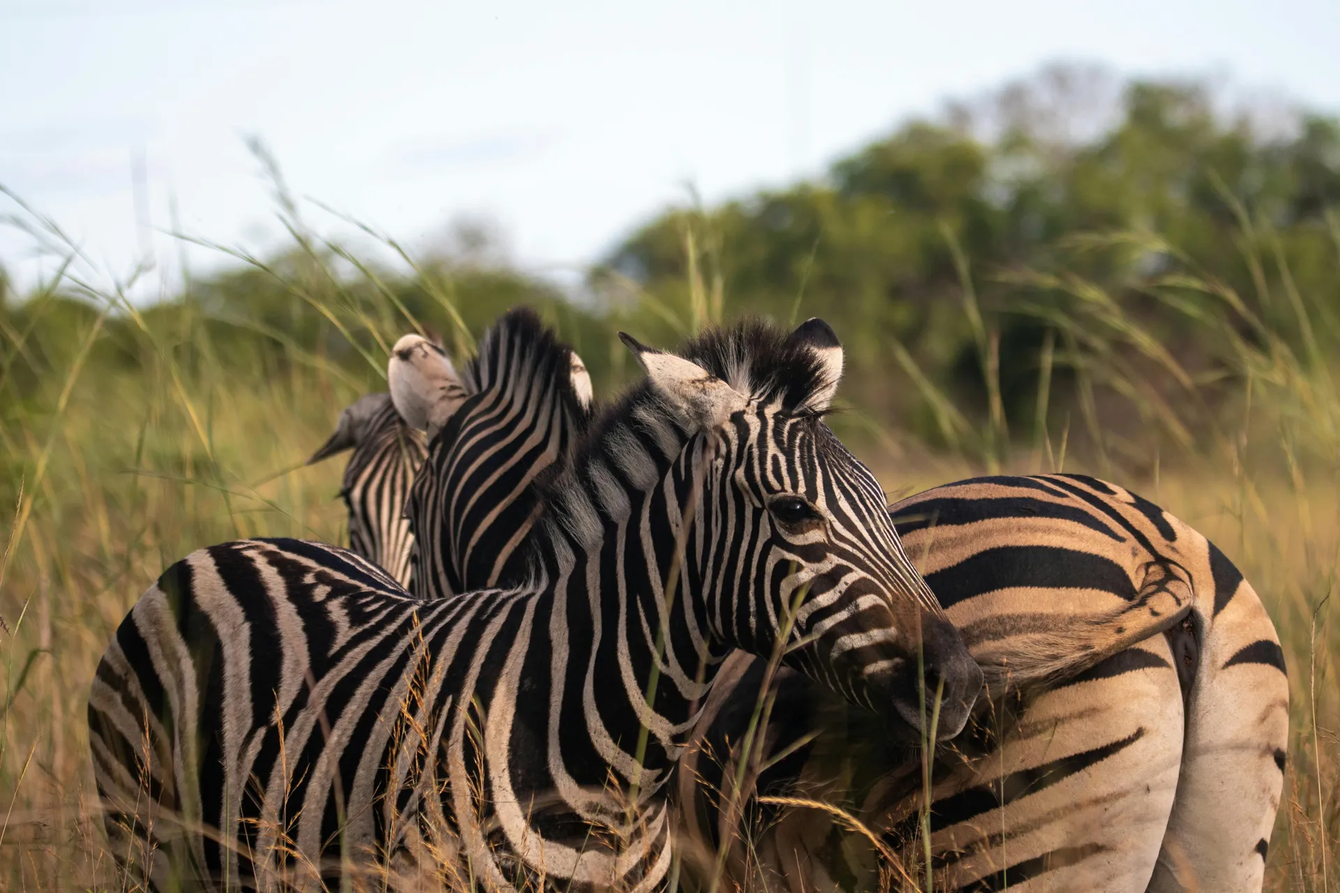 Tailor-Made Safaris - SafariSpark Adventures