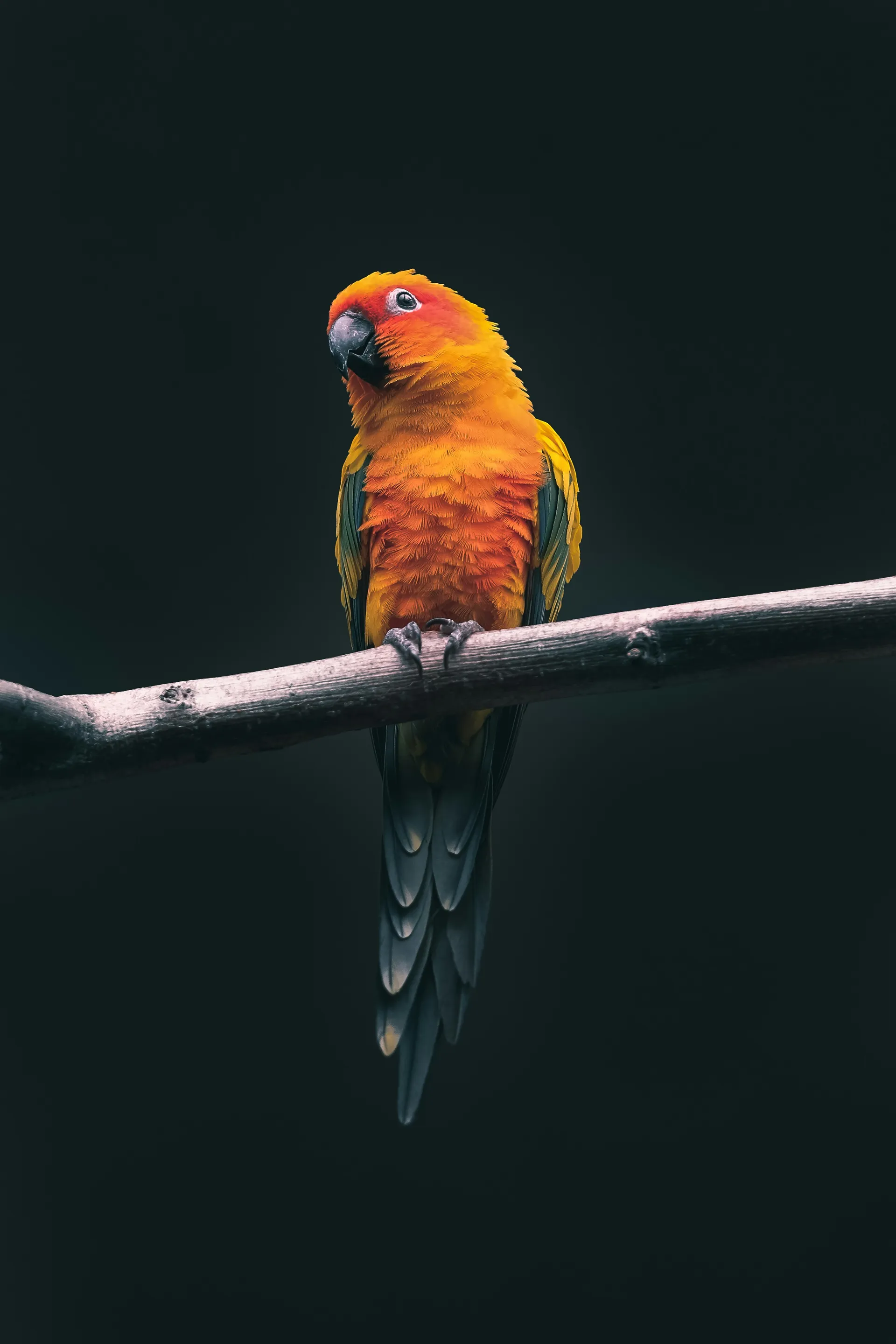 4 Days Lake Nakuru & Lake Naivasha Safari