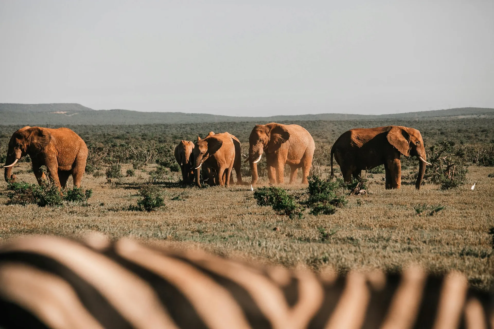 Mara, Naivasha, Amboseli & Taita Hills