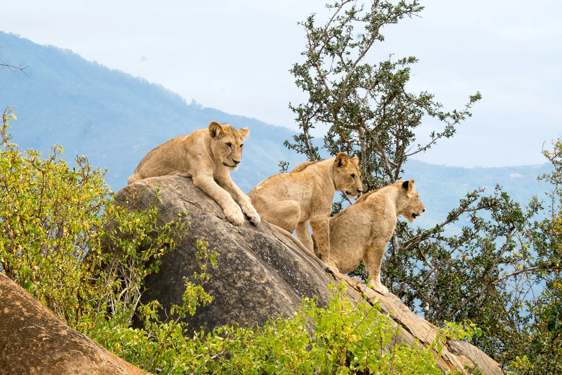4 Days Masai Mara Budget Safari