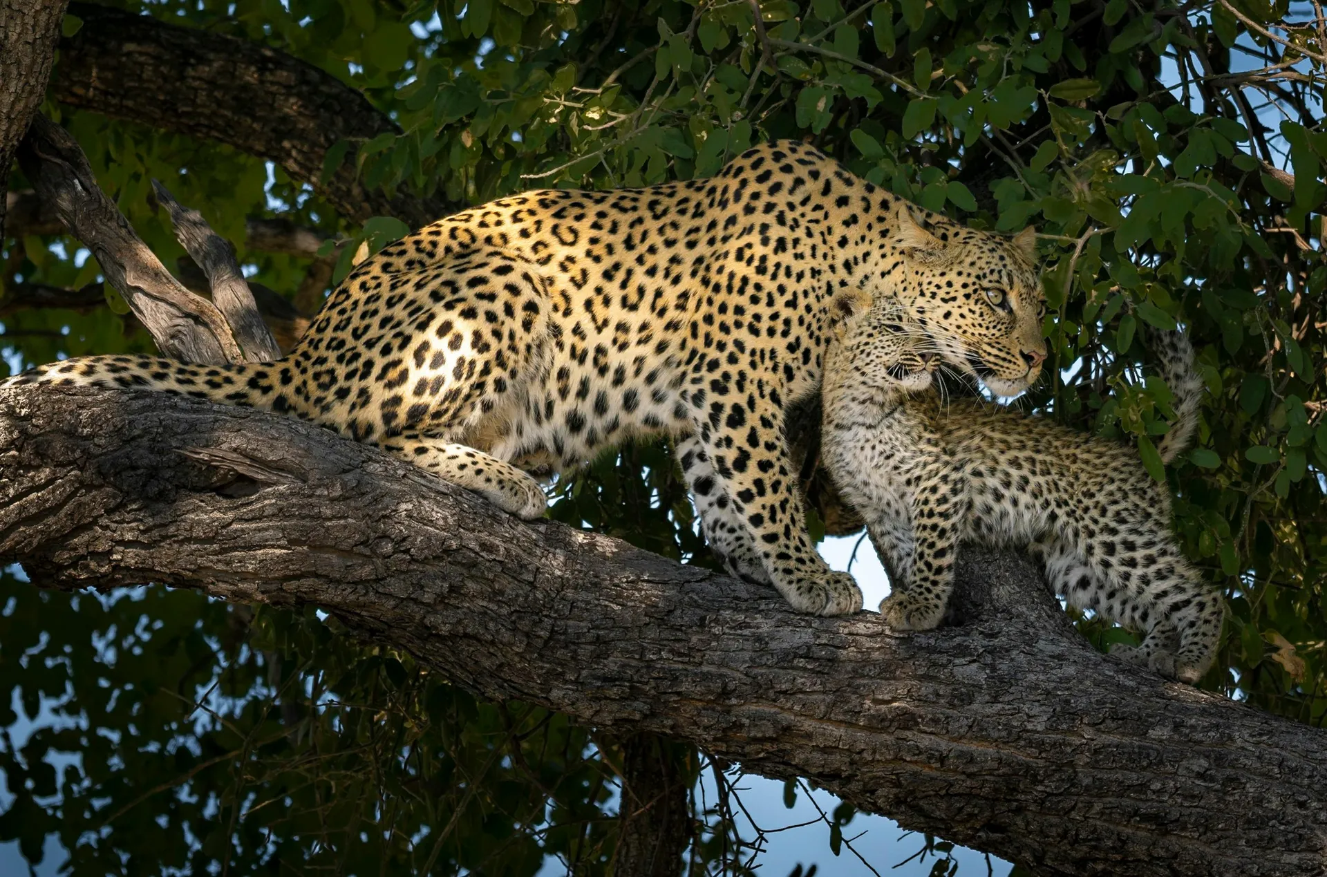 Luxury Safaris - SafariSpark Adventures