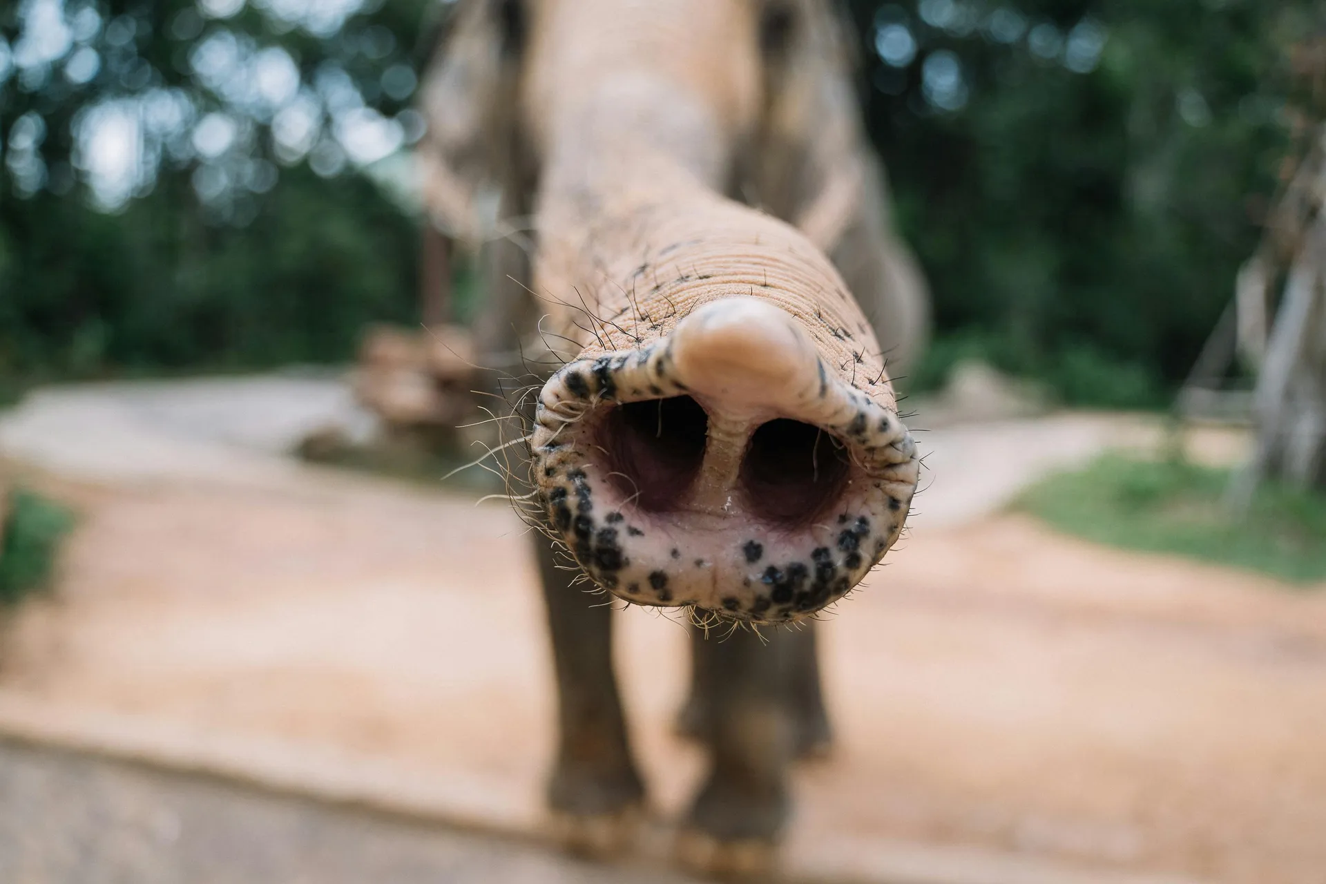 Mara & Serengeti Cross-Border Journey