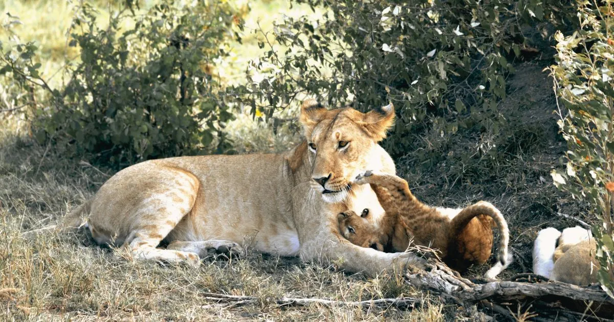 The expert guide team at SafariSpark Adventures