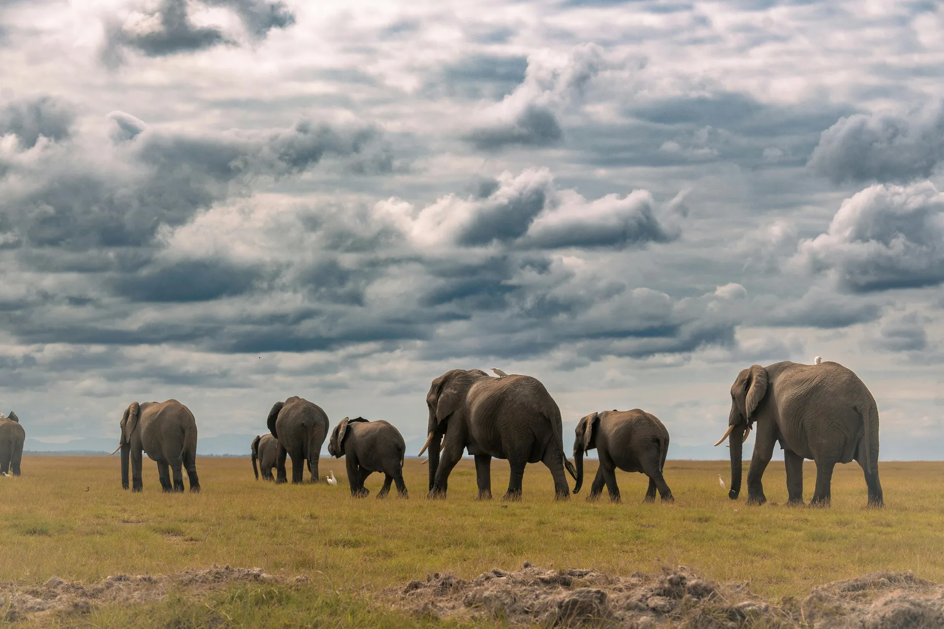 Tsavo East & Amboseli → Coast