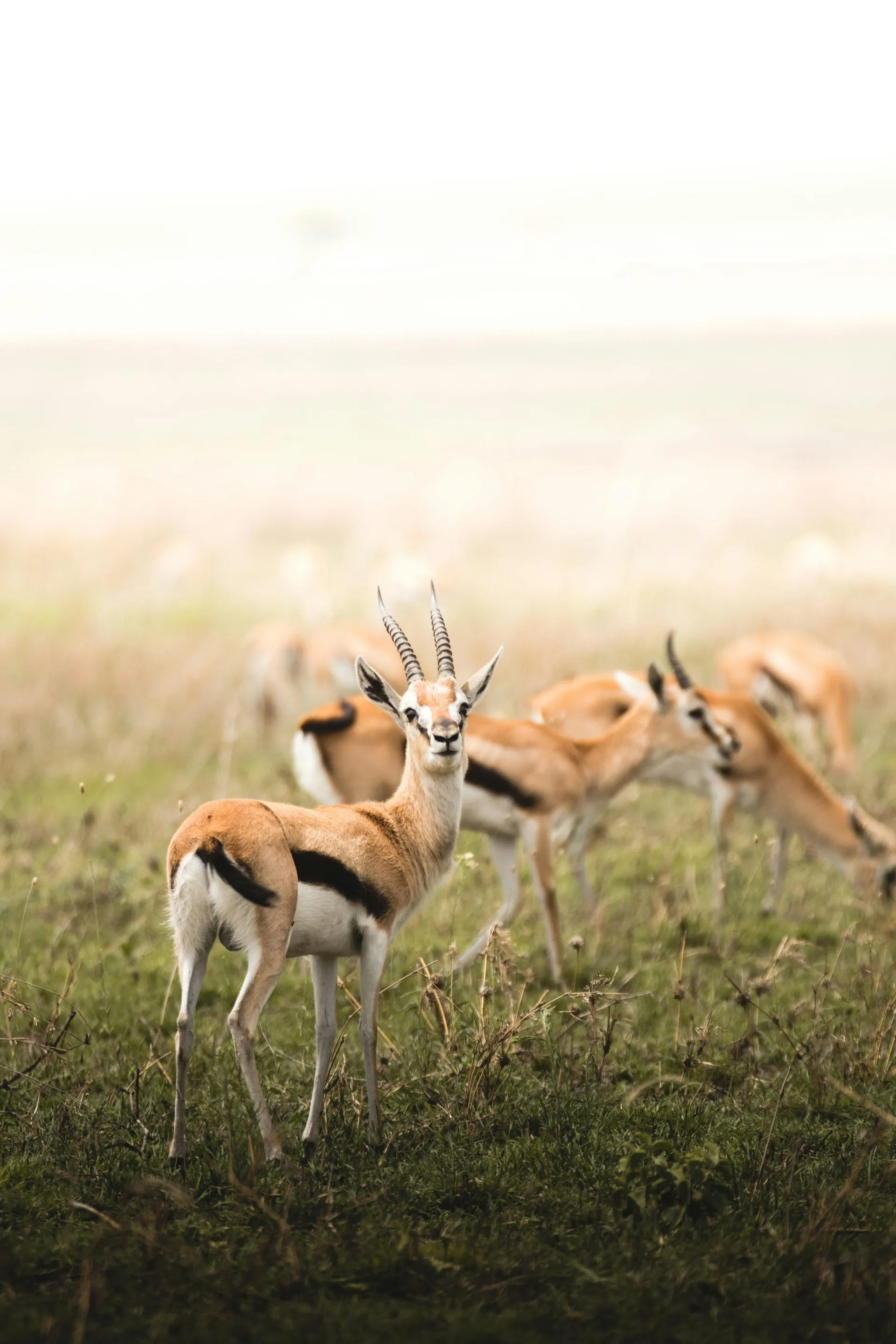 2 Days Tsavo East Budget Safari